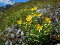 Saxifraga aizoides 78, Saxifraga-Ed Stikvoort