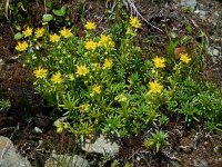 Saxifraga aizoides 79, Saxifraga-Ed Stikvoort