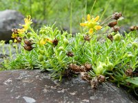 Saxifraga aizoides 81, Saxifraga-Rutger Barendse