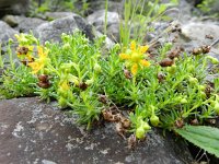 Saxifraga aizoides 82, Saxifraga-Rutger Barendse  0