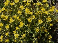 Saxifraga aizoides 83, Saxifraga-Harry Jans