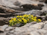 Saxifraga aizoides 84, Saxifraga-Luuk Vermeer