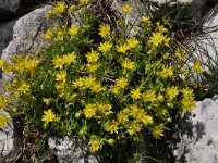 Saxifraga aizoides 86, Saxifraga-Harry Jans