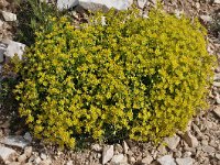 Saxifraga aizoides 87, Saxifraga-Harry Jans