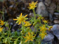 Saxifraga aizoides 88, Saxifraga-Ed Stikvoort