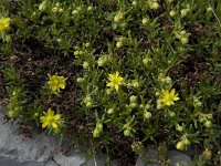 Saxifraga aizoides 9, Saxifraga-Willem van Kruijsbergen