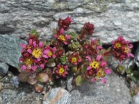 Saxifraga biflora 2, Saxifraga-Harry Jans