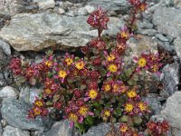 Saxifraga biflora 3, Saxifraga-Harry Jans