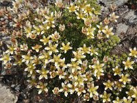 Saxifraga bryoides 26, Saxifraga-Harry Jans