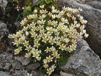 Saxifraga bryoides 27, Saxifraga-Harry Jans