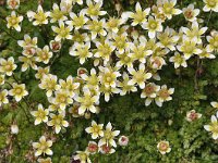 Saxifraga bryoides 28, Saxifraga-Harry Jans