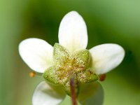 Saxifraga bryoides 29, Saxifraga-Sonja Bouwman  Gespikkelde steenbreek - Saxifraga bryoides - Saxifragaceae familie