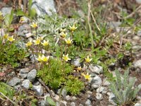 Saxifraga bryoides 30, Saxifraga-Luuk Vermeer