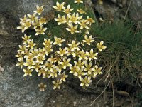 Saxifraga bryoides 31, Saxifraga-Jan van der Straaten