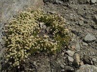 Saxifraga bryoides 4, Saxifraga-Willem van Kruijsbergen