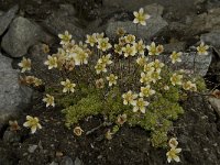 Saxifraga bryoides 7, Saxifraga-Willem van Kruijsbergen
