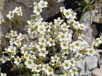 Saxifraga caesia 23, Saxifraga-Sonja Bouwman  Saxifraga caesia - Saxifragaceae familie; Croda Rossa (Moos, I), Tre Cime (i)