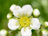 Saxifraga caesia 24, Saxifraga-Sonja Bouwman  Saxifraga caesia - Saxifragaceae familie; Croda Rossa (Moos, I), Tre Cime (i)