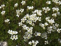 Saxifraga canaliculata 2, Saxifraga-Willem van Kruijsbergen