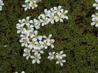 Saxifraga canaliculata 7, Saxifraga-Willem van Kruijsbergen