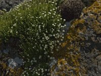 Saxifraga cebennensis 9, Saxifraga-Marijke Verhagen