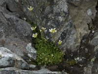 Saxifraga cespitosa, Tufted Alpine Saxifrage