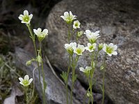 Saxifraga cespitosa 2, Saxifraga-Willem van Kruijsbergen