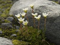 Saxifraga cespitosa 3, Saxifraga-Willem van Kruijsbergen