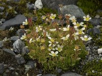 Saxifraga cespitosa 4, Saxifraga-Willem van Kruijsbergen