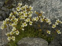 Saxifraga cespitosa 5, Saxifraga-Willem van Kruijsbergen