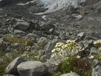 Saxifraga cespitosa 6, habitat, Saxifraga-Willem van Kruijsbergen