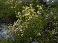 Saxifraga exarata ssp exarata 11, Saxifraga-Willem van Kruijsbergen