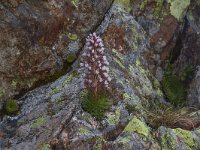 Saxifraga florulenta 3, Saxifraga-Harry Jans