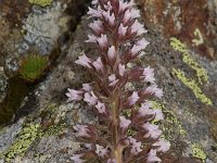 Saxifraga florulenta 4, Saxifraga-Harry Jans