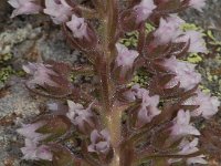 Saxifraga florulenta 5, Saxifraga-Harry Jans