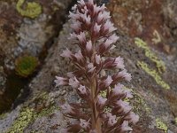 Saxifraga florulenta 6, Saxifraga-Harry Jans