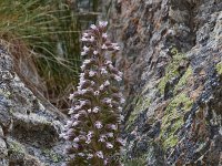 Saxifraga florulenta 7, Saxifraga-Harry Jans