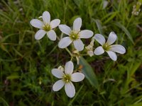 Saxifraga granulata 105, Knolsteenbreek, Saxifraga-Ed Stikvoort