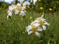 Saxifraga granulata 106, Knolsteenbreek, Saxifraga-Ed Stikvoort