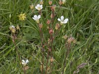 Saxifraga granulata 108, Knolsteenbreek, Saxifraga-Willem van Kruijsbergen