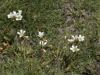 Saxifraga granulata 109, Knolsteenbreek, Saxifraga-Willem van Kruijsbergen