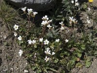 Saxifraga granulata 110, Knolsteenbreek, Saxifraga-Willem van Kruijsbergen