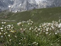 Saxifraga granulata 112, Knolsteenbreek, Saxifraga-Willem van Kruijsbergen