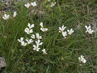 Saxifraga granulata 113, Knolsteenbreek, Saxifraga-Willem van Kruijsbergen