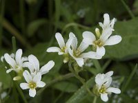 Saxifraga granulata 115, Knolsteenbreek, Saxifraga-Willem van Kruijsbergen