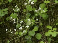 Saxifraga hirsuta ssp hirsuta 1, Saxifraga-Willem van Kruijsbergen