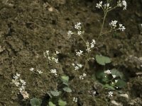 Saxifraga hirsuta ssp hirsuta 5, Saxifraga-Willem van Kruijsbergen