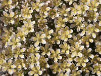 Saxifraga hostii ssp rhaetica 5, Saxifraga-Luuk Vermeer