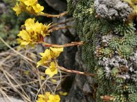 Saxifraga juniperifolia 2, Saxifraga-Dirk Hilbers