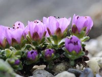 Saxifraga oppositifolia 48, Saxifraga-Luuk Vermeer